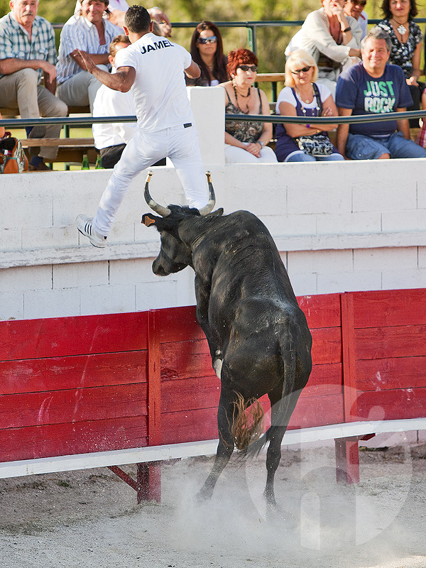 Course Camargueaise, bloodless french bullfighting