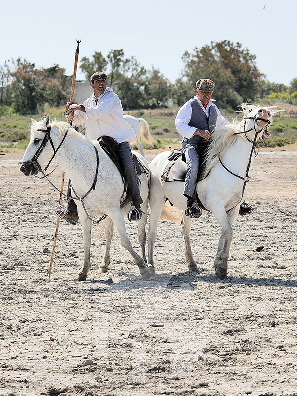 Gardians, cowboys of the Camargue