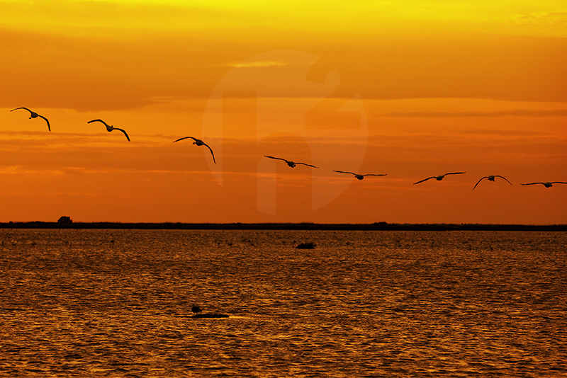 Flamingos over the Lake of Vaccares