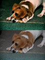 Jack