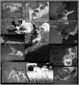 Tribute To Little Jack Sadly Missed