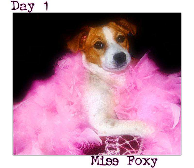 Day 1 - Miss Foxy
