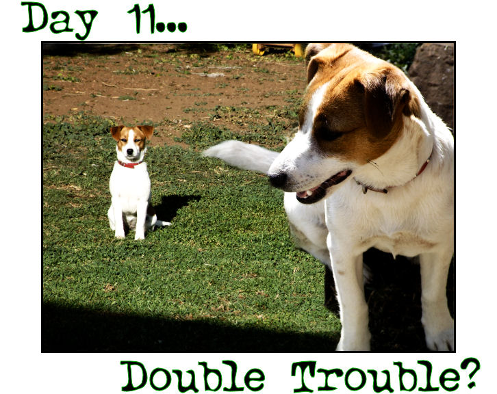 Day 11 - Double Trouble?