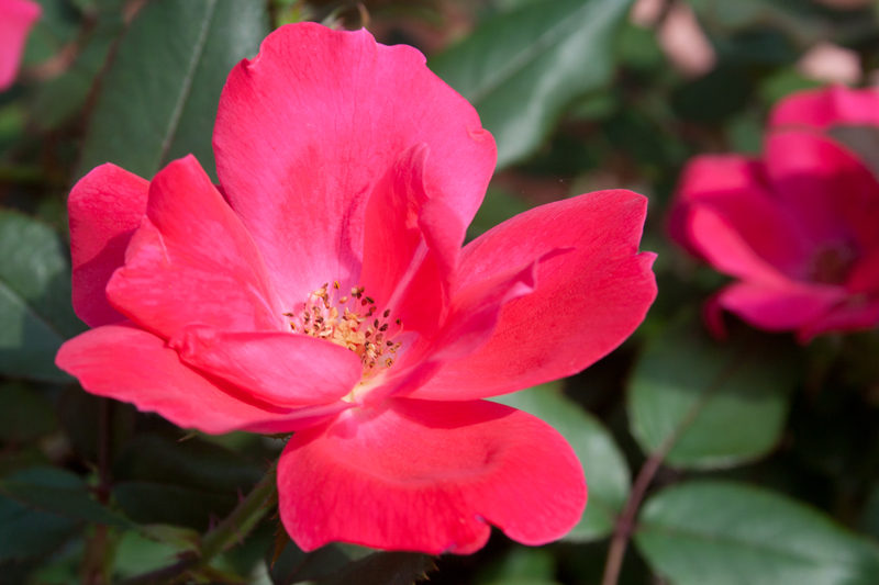 red-rose