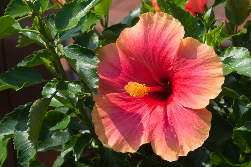Orange-Hibiscus