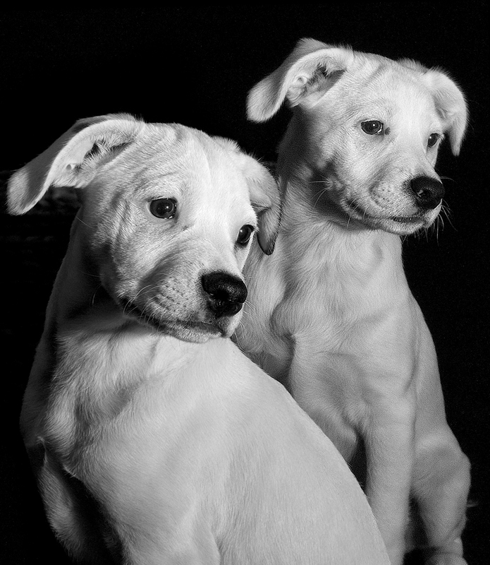 eva2k0dogssmall.jpg
