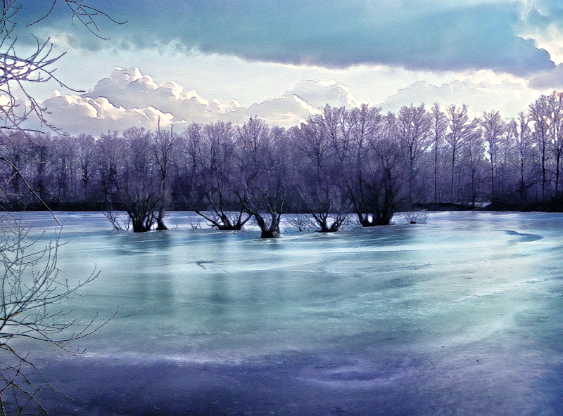 rivertrees_pjotre7.jpg