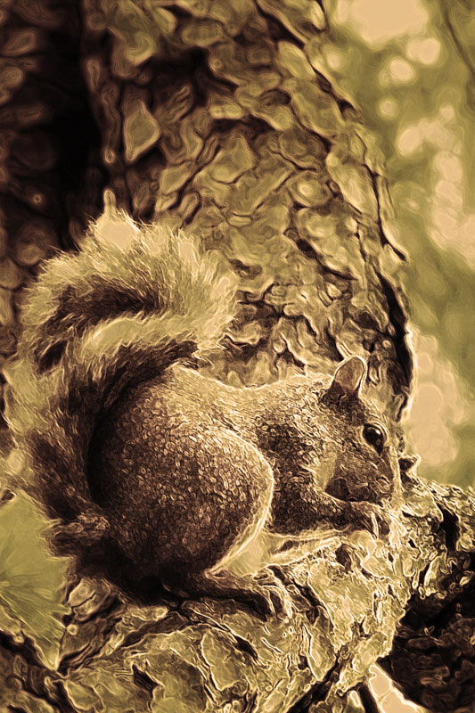 squirrel_kelli.jpg