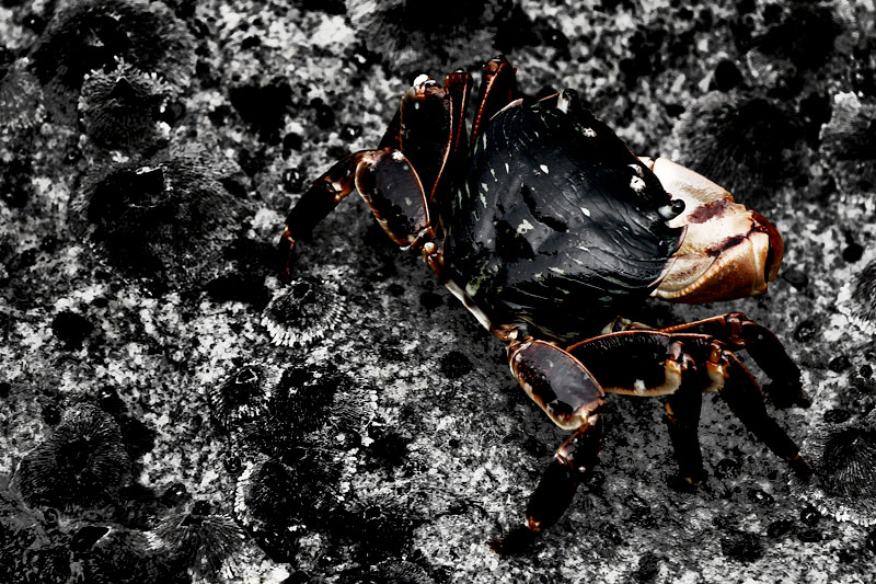 crabby_sfalice.jpg