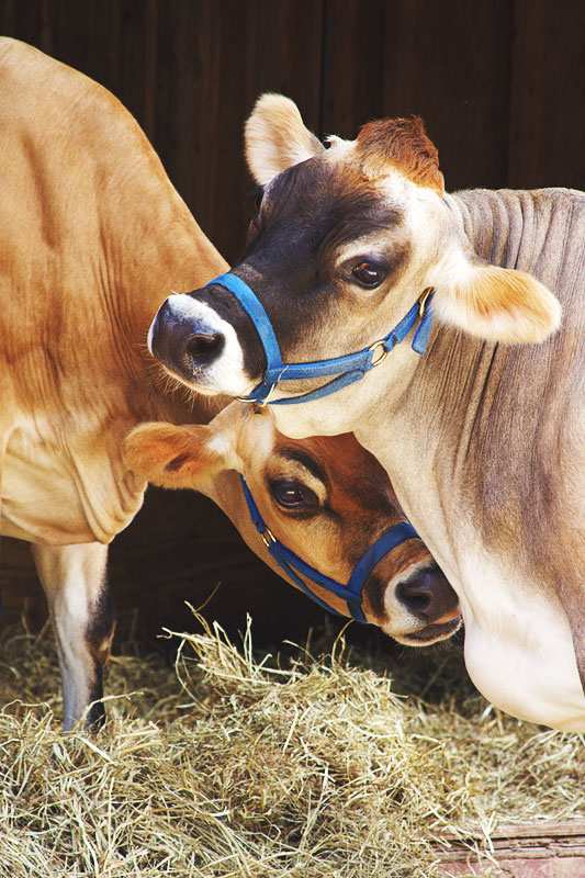 cows_Kelli.jpg
