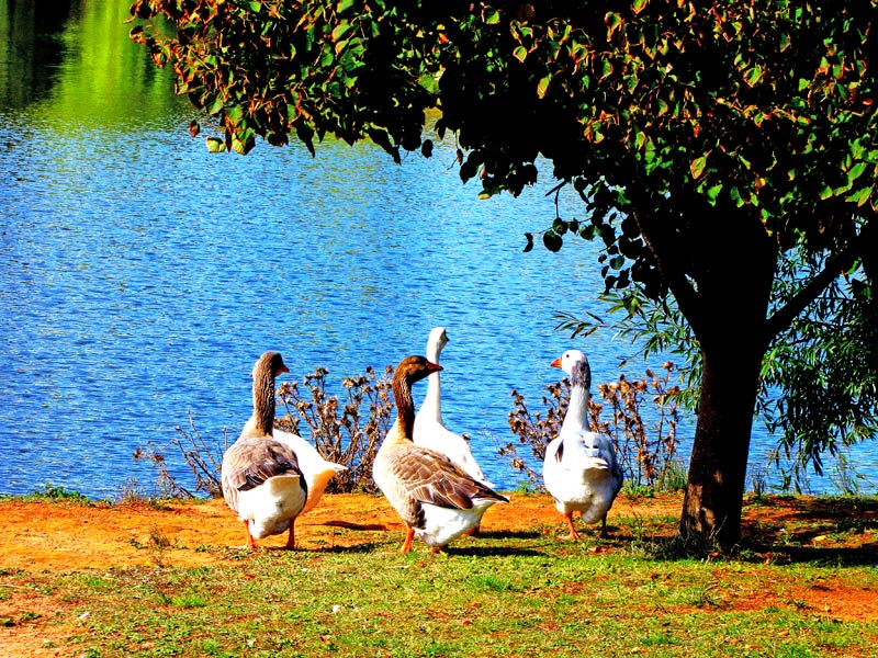 ducks_jomari.jpg