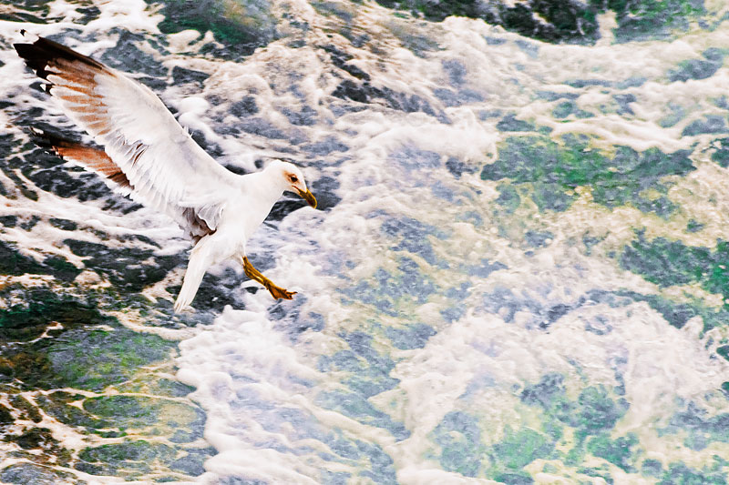 gull_-ikopanas.jpg