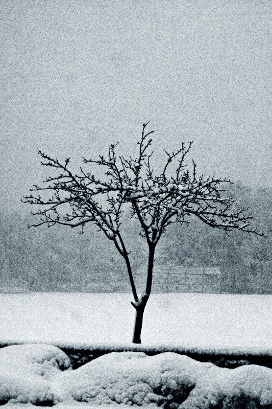 snowtree_eva2k0.jpg