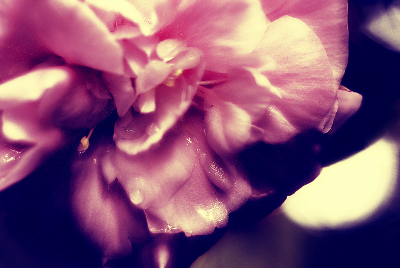 flower_ja-9.jpg