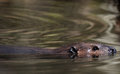 Swimming beaver.jpg