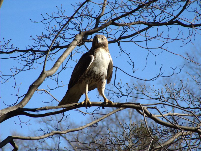 hawk4.jpg