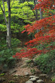 Japanese Maple highlights Tokyo Park