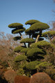 Japanese Topiary