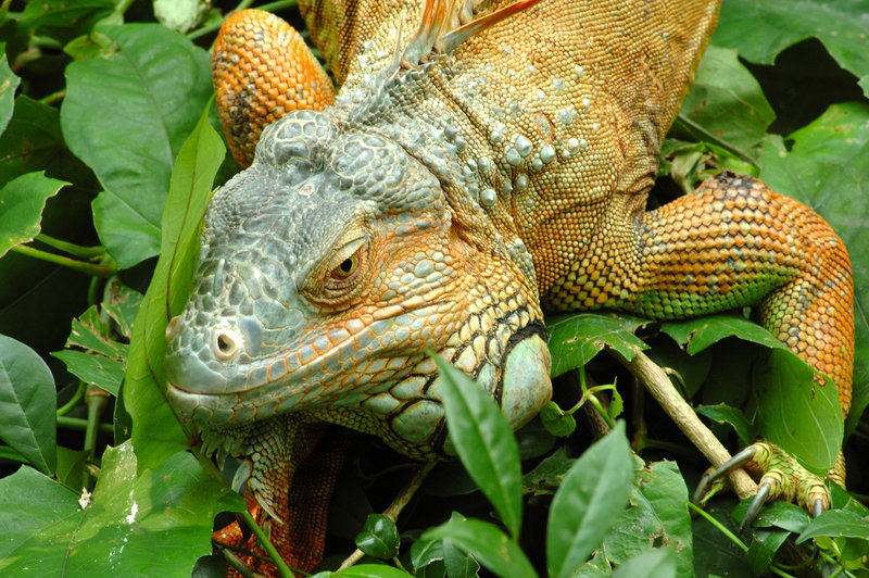 Modern Day Dragon