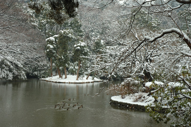 Kamakura Ducks on Snowy Day