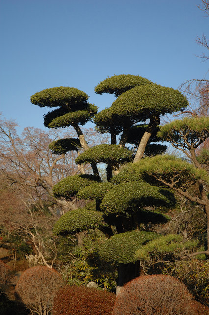 Japanese Topiary