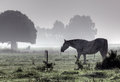 paard-tegenlicht