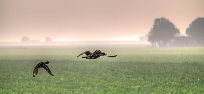 ducks
