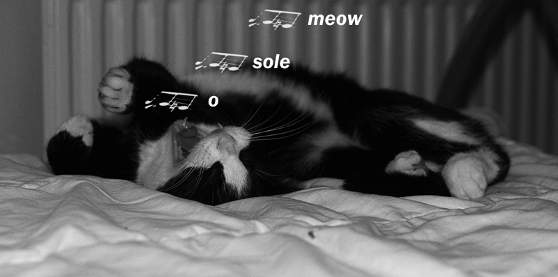 O SOLE MEOW