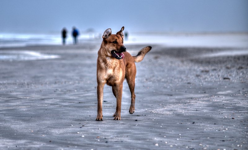 who let the dog out?