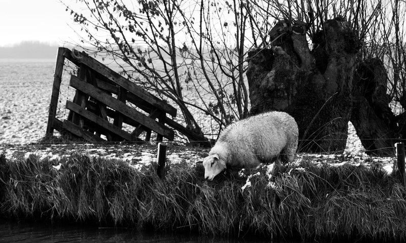poorsheep