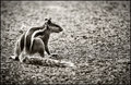 Squirrel On Street 