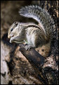 Resting But Alert