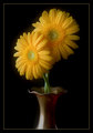 Yellow Beauties