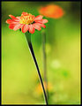A Red Flower