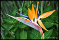 Bird of Paradise