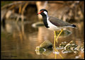 Thirsty Red-wattled Lapwing