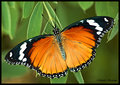 Monarch