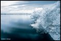 Tree in a lake