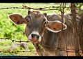 Cute Calf