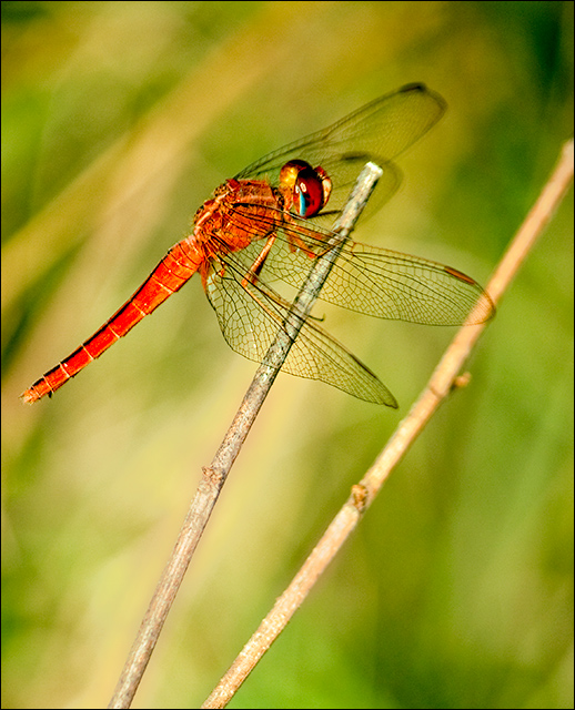 Resting Beauty