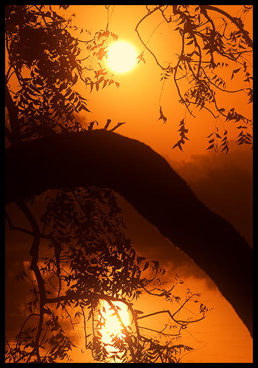 Sun & Tree