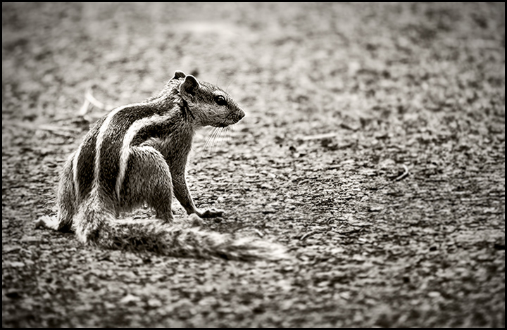 Squirrel On Street 