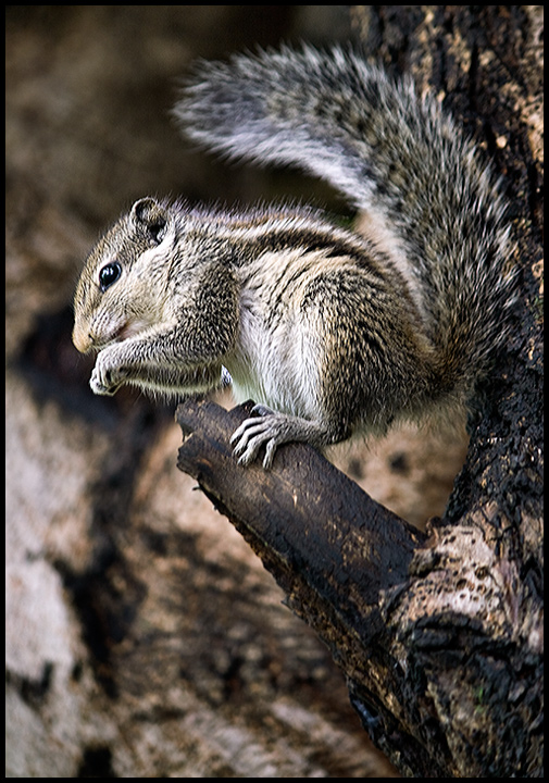 Resting But Alert