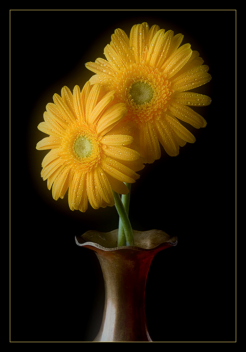 Yellow Beauties