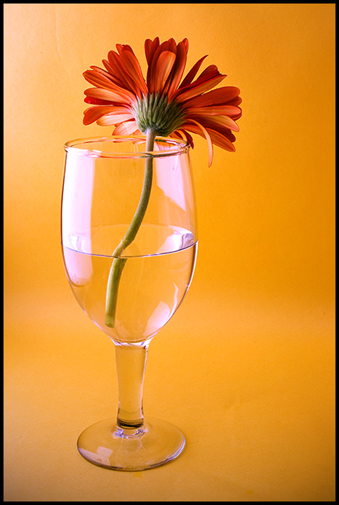 Flower & Glass