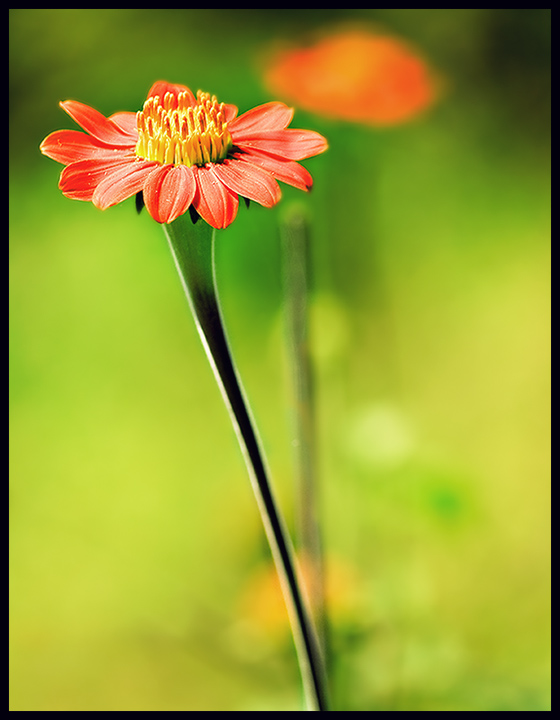 A Red Flower