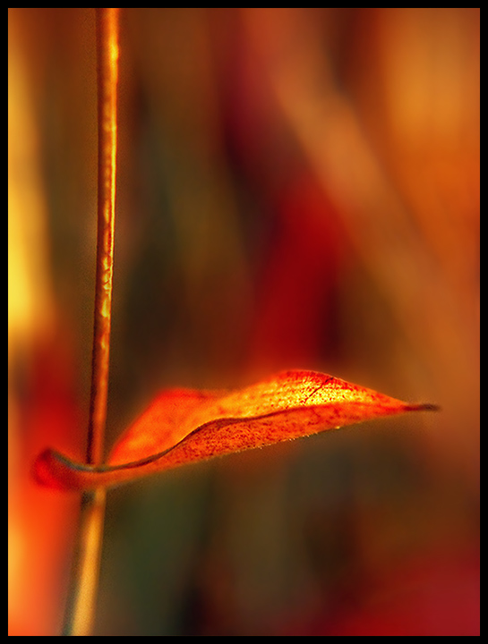 a brown leaf