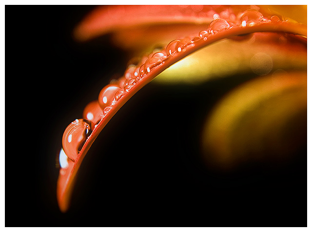 Beautiful Drops