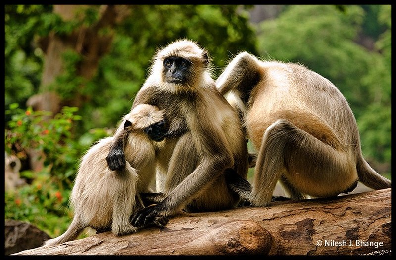 Family at work