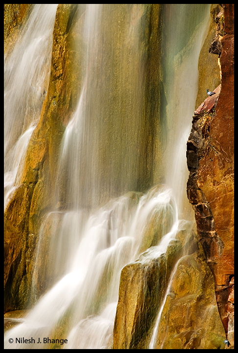 Falls & Pigeon